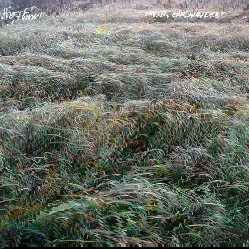 Steve Gunn - Music For Writers (CD)