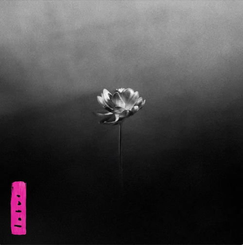 Little Simz - Lotus (CD)